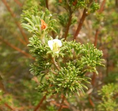 Phyllota pleurandroides