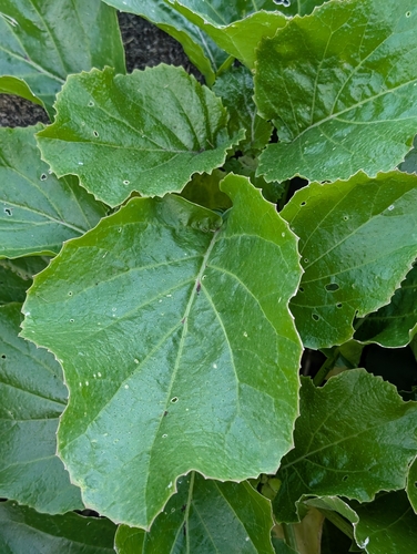 Foto de Nenhum