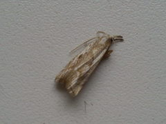 Thisanotia chrysonuchella