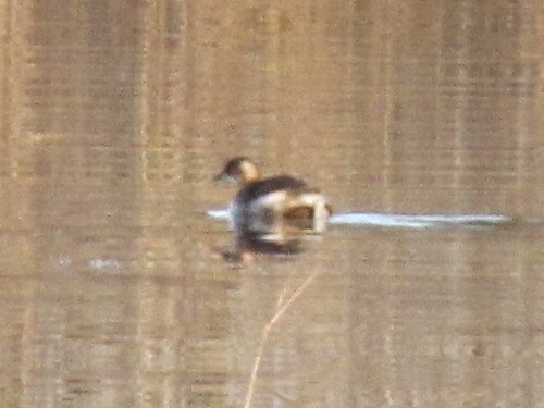 iNaturalist: (c) avaw731, some rights reserved (CC BY-NC) iNaturalist image