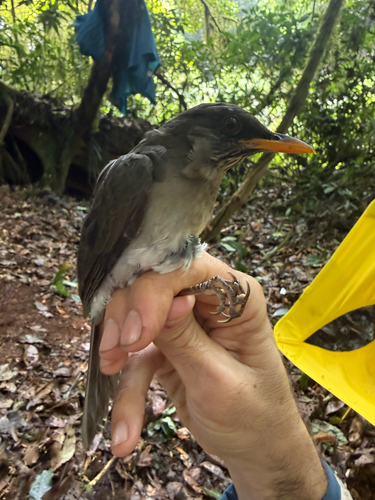 African Thrush