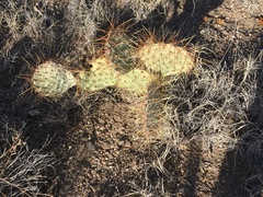 Opuntia × curvispina