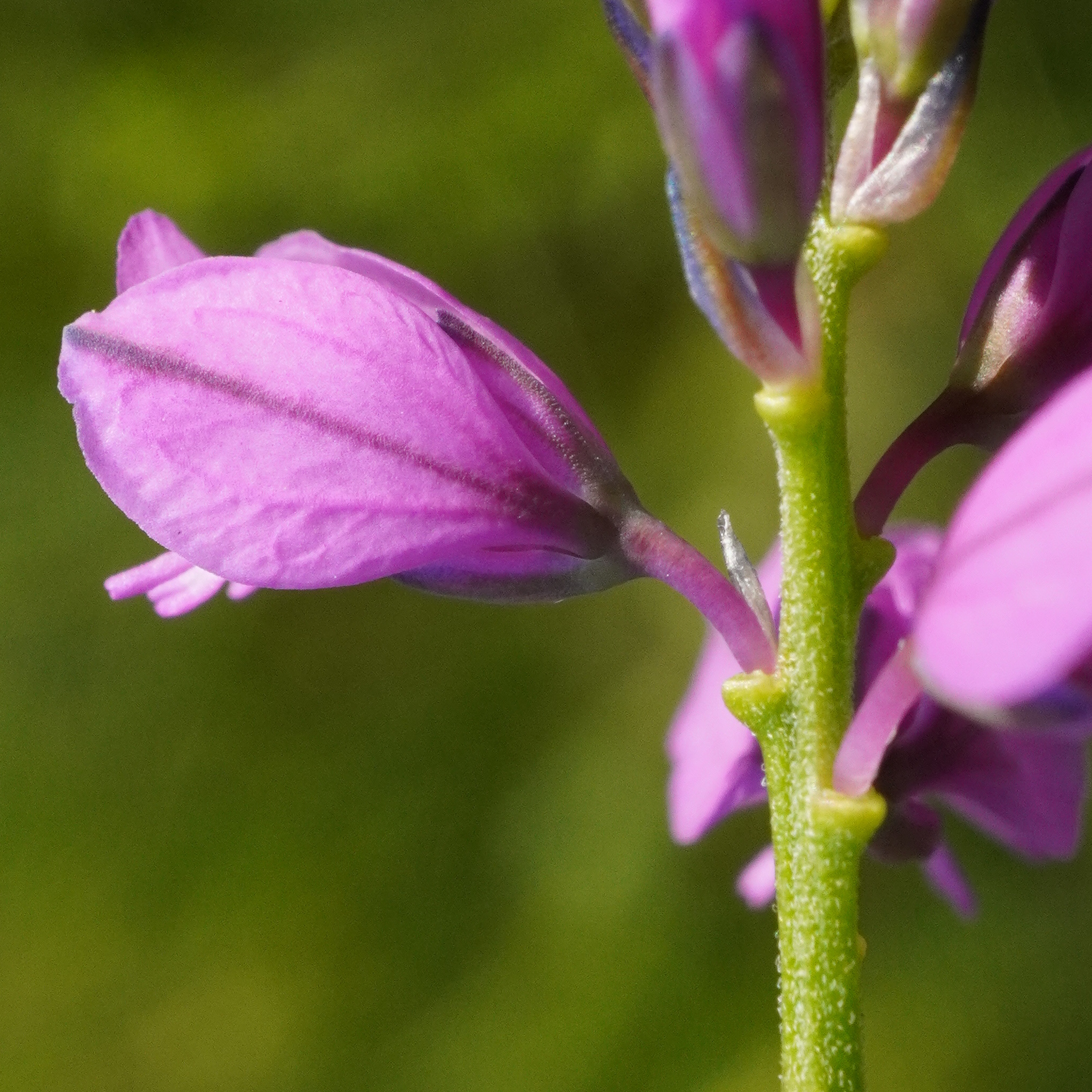 Common Milkwort (Polygala vulgaris)