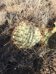 Opuntia × curvispina