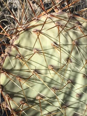 Opuntia × curvispina