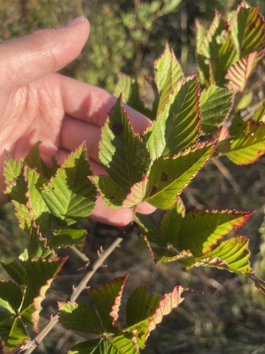 field blackberry (Rubus arvensis)