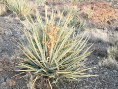 Yucca baccata baccata