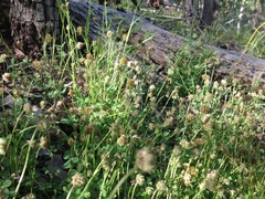 Trifolium carolinianum