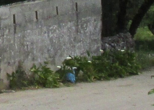 Zantedeschia aethiopica