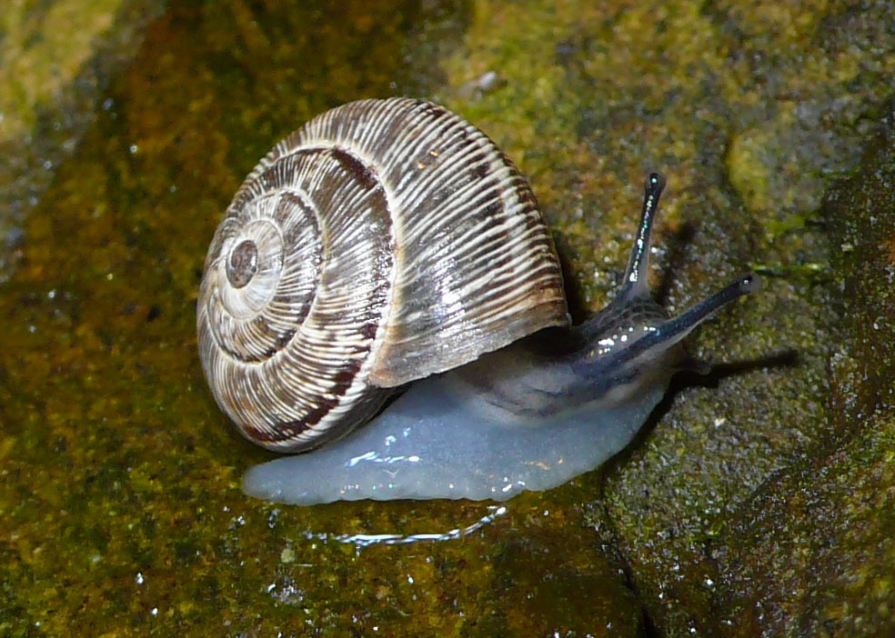 Ödland-Heideschnecke