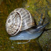 Maritime Garden Snail - Photo (c) Damiano, some rights reserved (CC BY-NC-ND), uploaded by Damiano