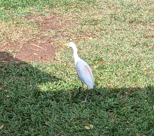 iNaturalist: (c) dingodog19, some rights reserved (CC BY-NC) iNaturalist image