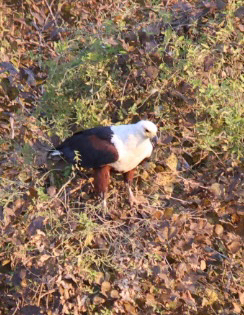 iNaturalist: (c) trezy, some rights reserved (CC BY-NC) iNaturalist image