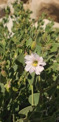 Mirabilis oligantha
