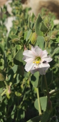 Mirabilis oligantha