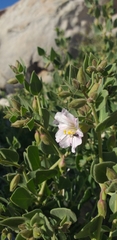 Mirabilis oligantha