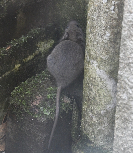 Brown Rat