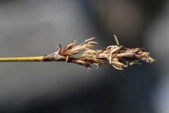 Carex simpliciuscula