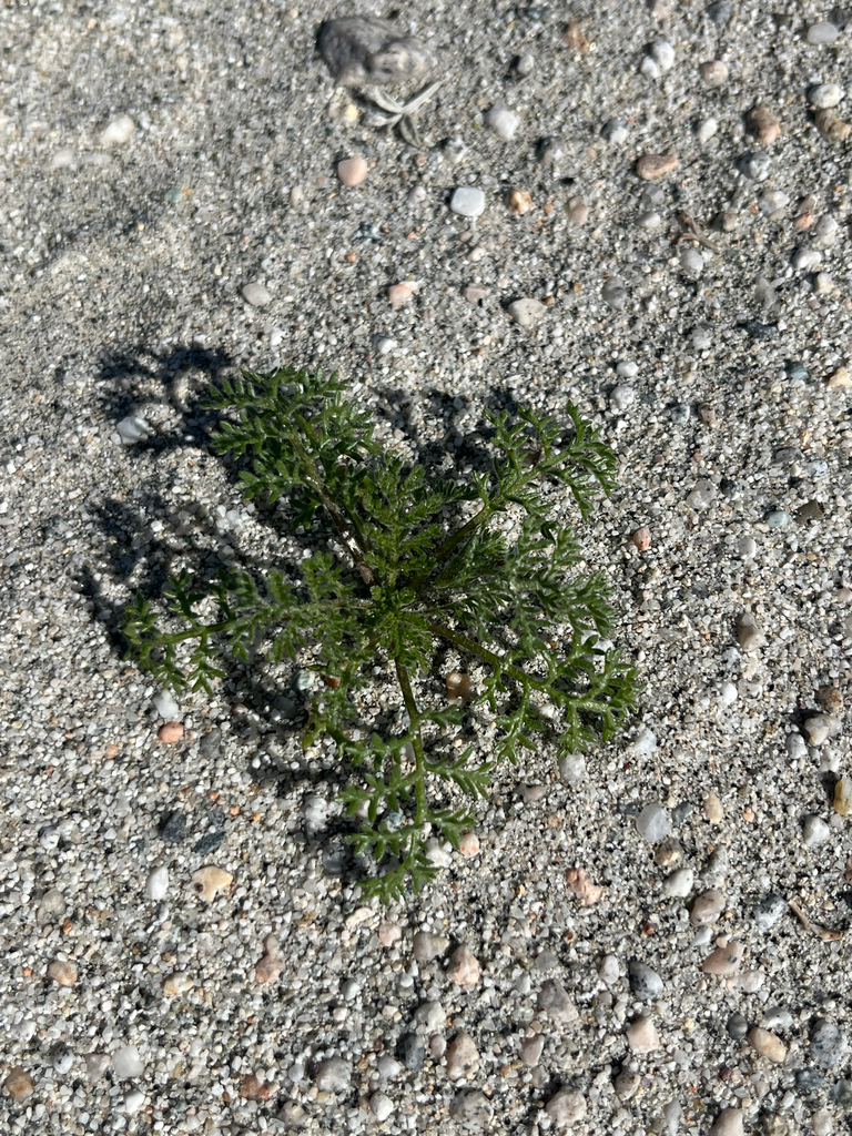 stinknet from Palm Springs, CA, US on January 29, 2026 at 12:53 PM by ...