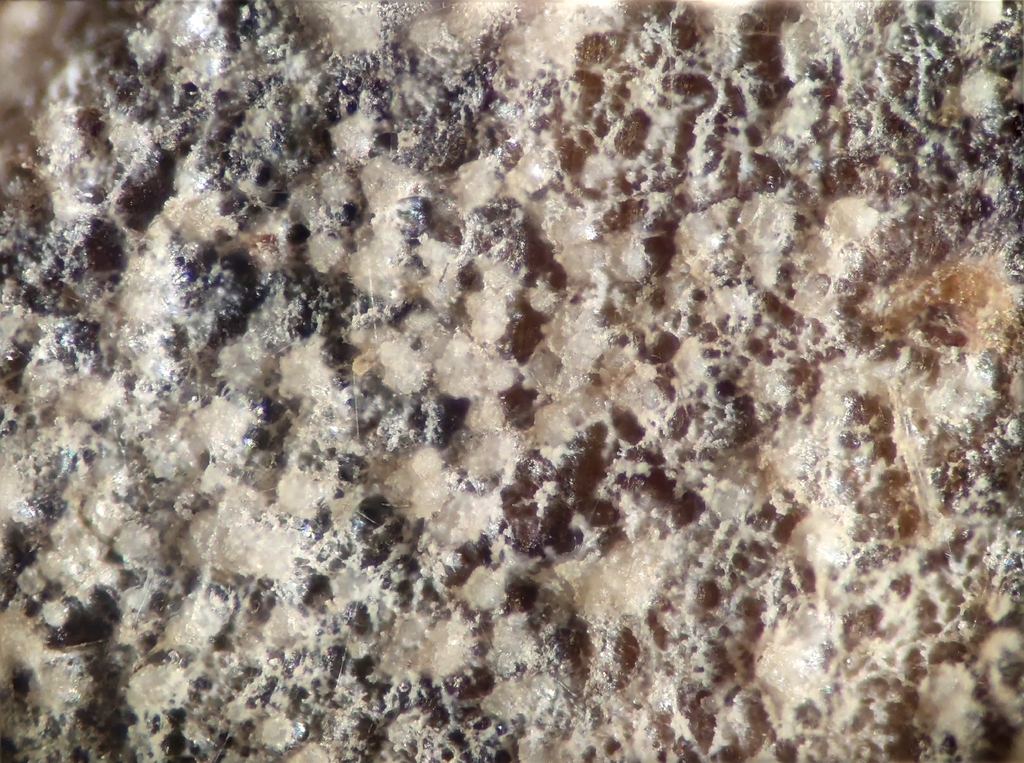 Xenasma tulasnelloideum
