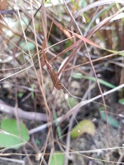 Brachypremna dispellens