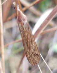 Brachypremna dispellens