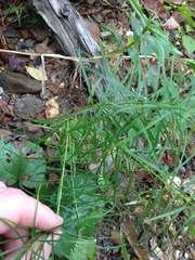 Amsonia hubrichtii