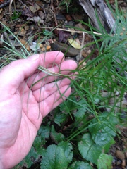 Amsonia hubrichtii
