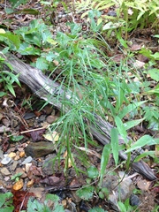 Amsonia hubrichtii