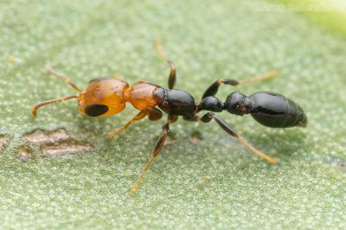 秘鲁伪切叶蚁Pseudomyrmex peruvianus