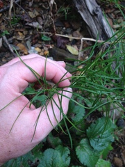 Amsonia hubrichtii