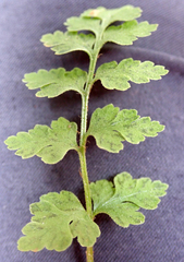 Cystopteris tasmanica