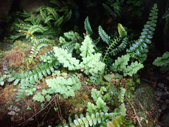 Cystopteris tasmanica