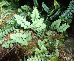 Cystopteris tasmanica