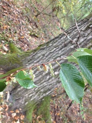 Ulmus serotina