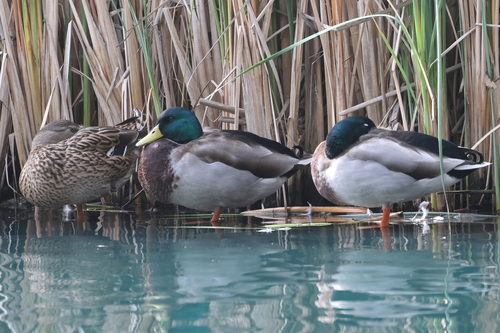 iNaturalist: (c) Mary Fenwick, some rights reserved (CC BY-NC), uploaded by Mary Fenwick iNaturalist image