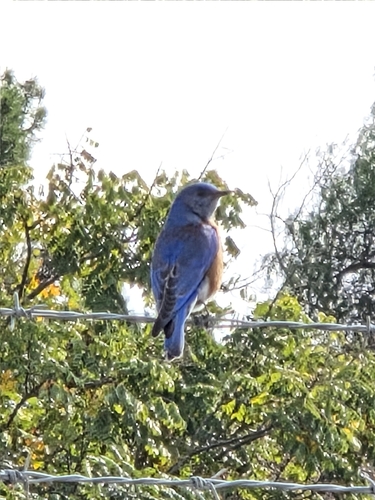 iNaturalist observation photo of Western Bluebird