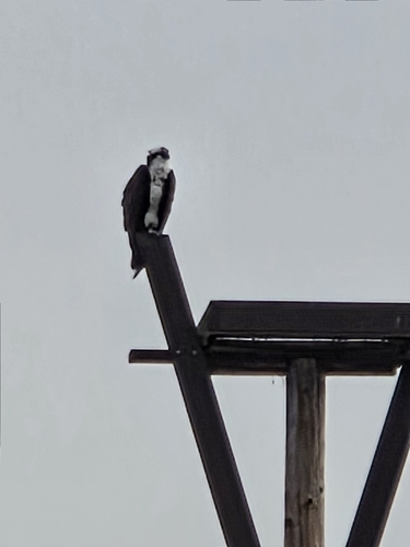 iNaturalist observation photo of Osprey