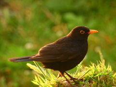 Turdus merula azorensis