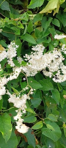 Bukhara fleeceflower (Fallopia baldschuanica)