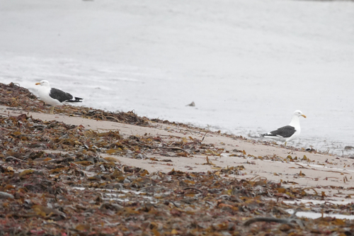 iNaturalist: (c) guillaumecalcagni, some rights reserved (CC BY-NC) iNaturalist image