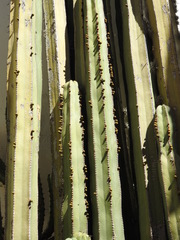 Lophocereus marginatus