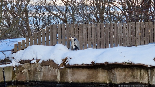 iNaturalist: (c) tricky_vicky, some rights reserved (CC BY-NC) iNaturalist image