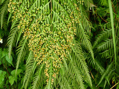 Woodwardia prolifera