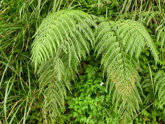 Woodwardia prolifera
