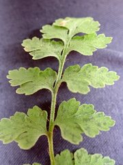 Cystopteris tasmanica
