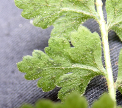 Cystopteris tasmanica