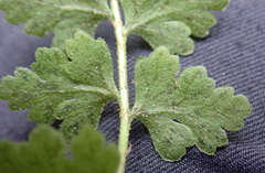 Cystopteris tasmanica