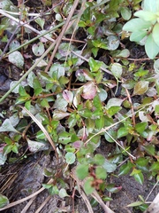 Ludwigia repens