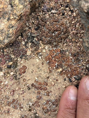 Conophytum pellucidum